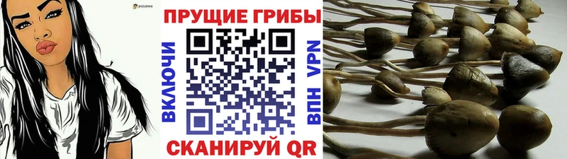 Псилоцибиновые грибы прущие грибы  кракен ТОР  Голицыно 